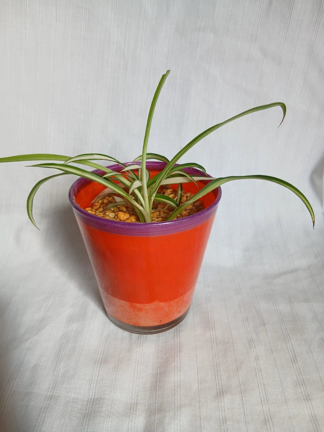 オリヅルラン 観葉植物 ①