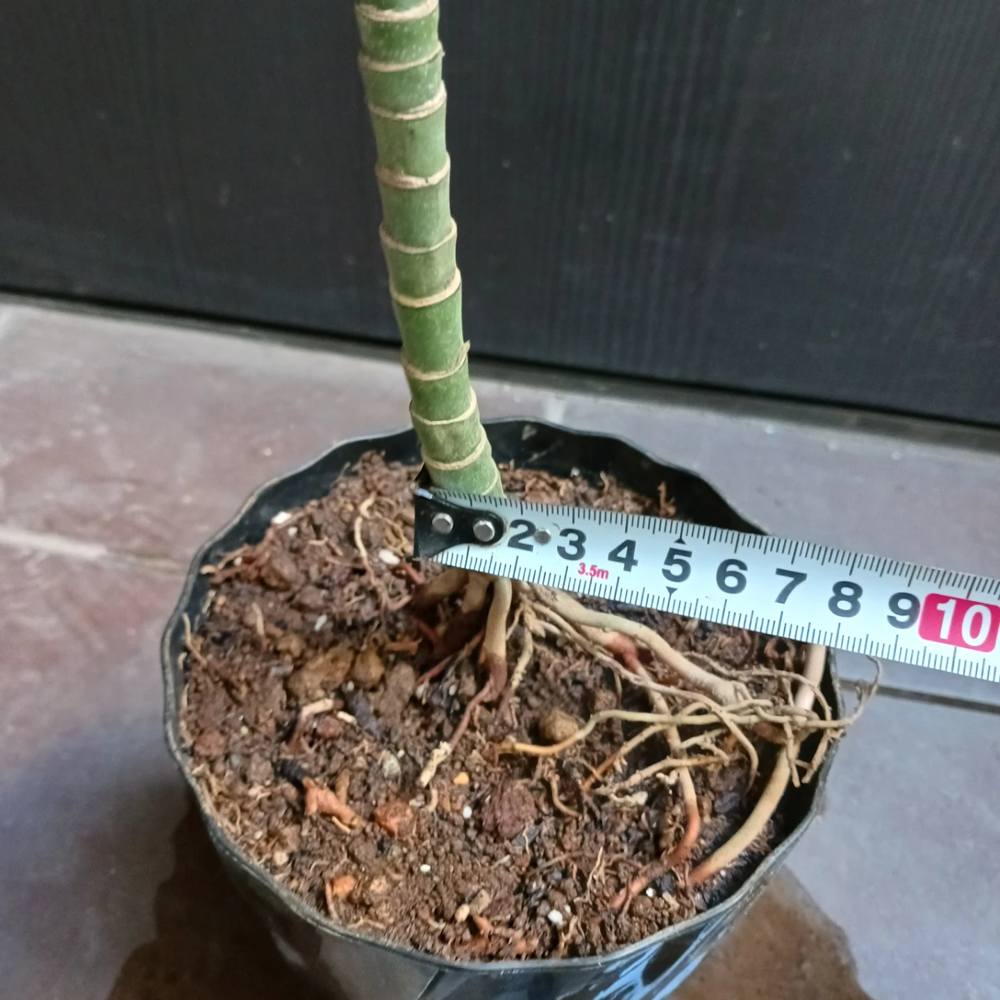 まとめ買い対象★レア★6 テネラ　5号 根上がり チャメドレア　観葉植物の写真9枚目