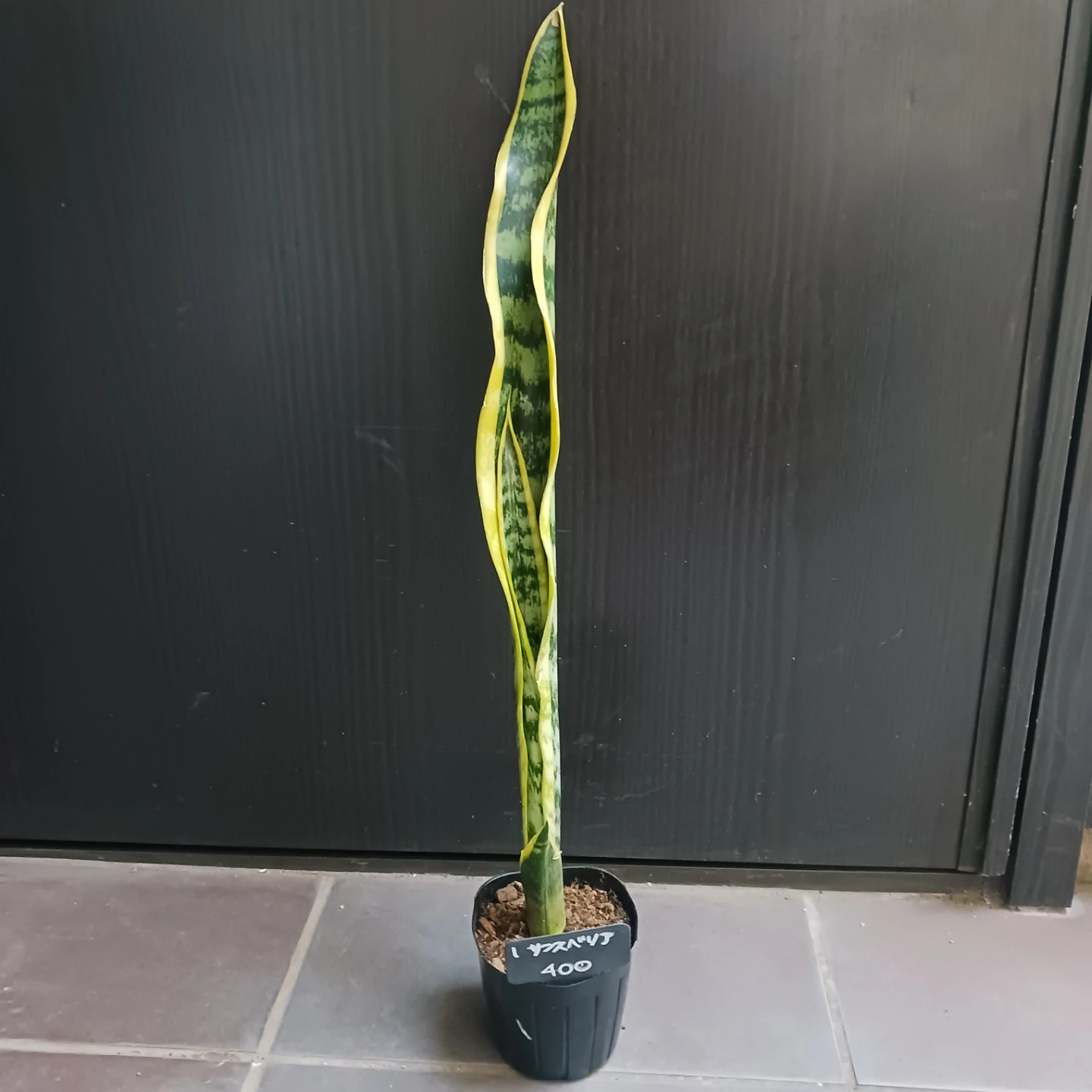1 サンスベリア　ローレンチ　3号ポット苗　観葉植物　サンセベリア