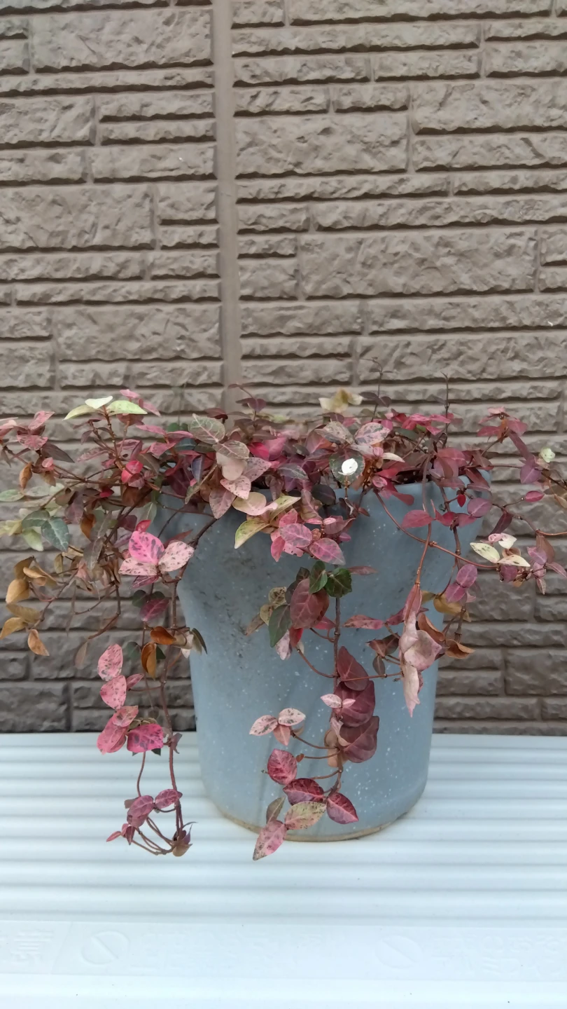 観葉植物  鉢植え  初雪カズラ