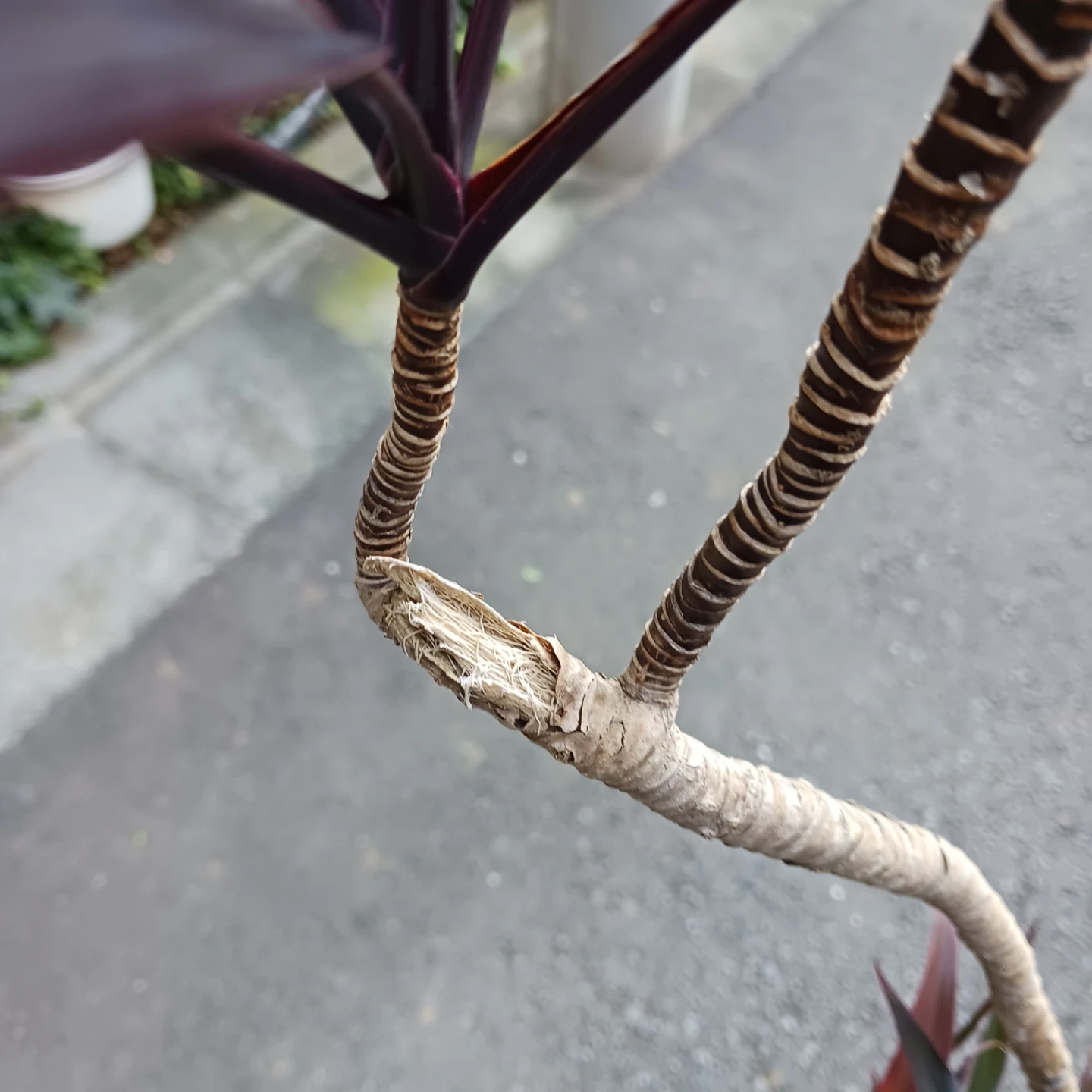 まとめ割り対象★コルジリネ アイチアカ　8号　観葉植物の写真9枚目