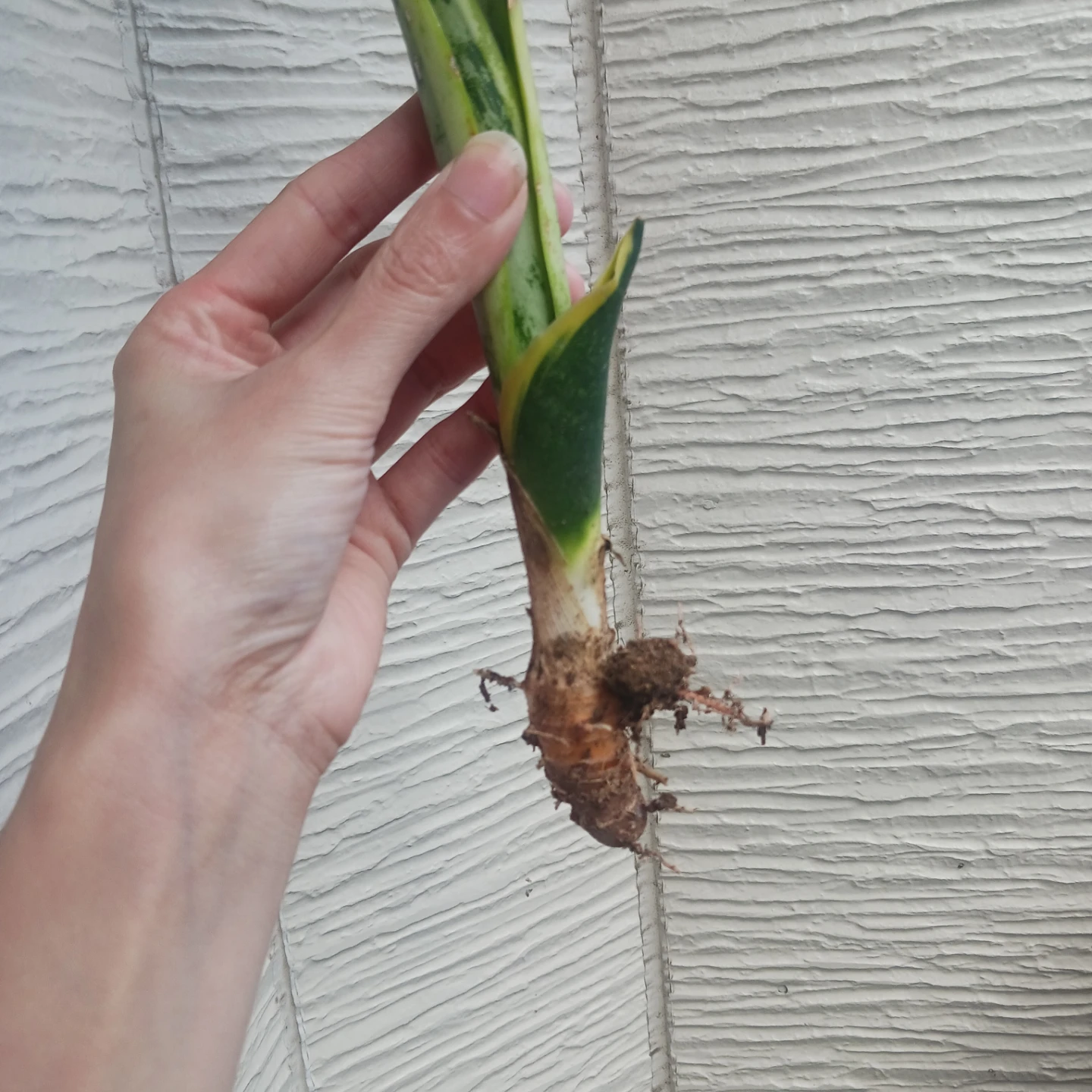 2 サンスベリア　ローレンチ　3号ポット苗　サンセベリア　観葉植物の写真3枚目