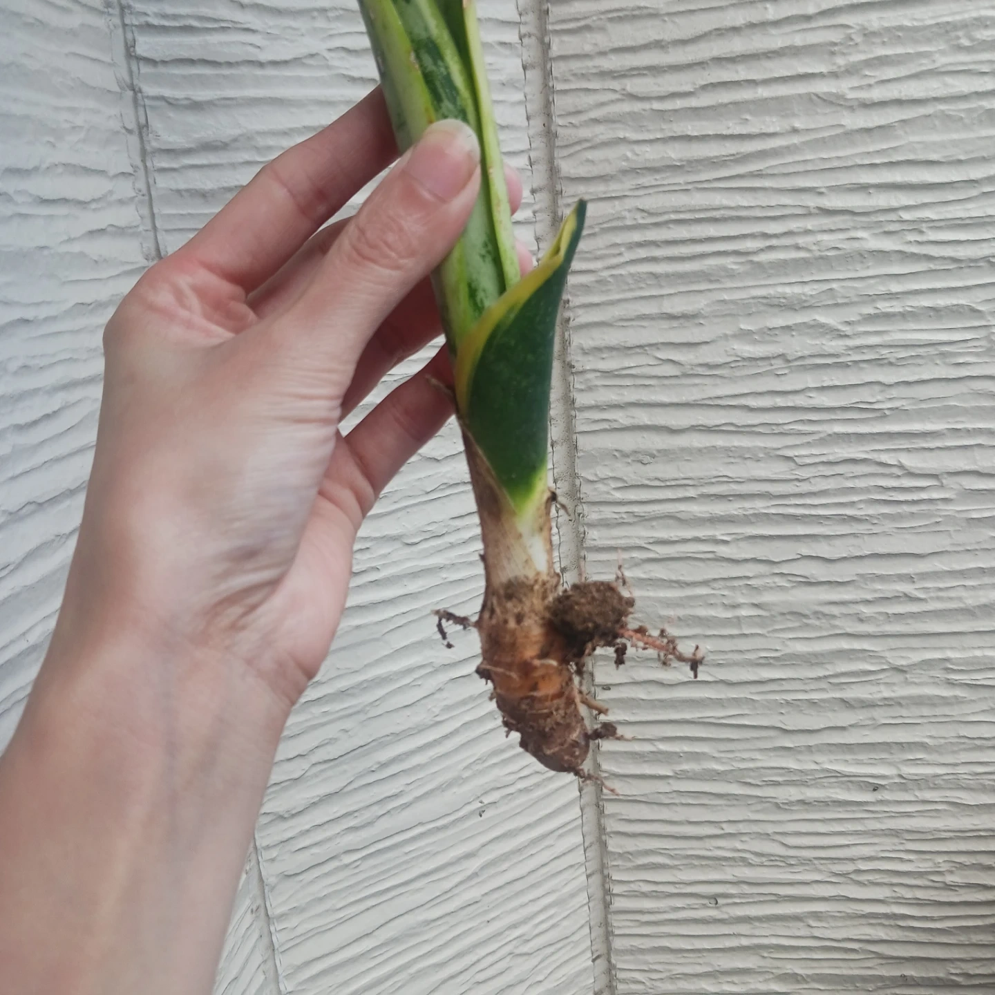 2 サンスベリア ローレンチ 3号ポット苗 サンセベリア 観葉植物の写真3枚目