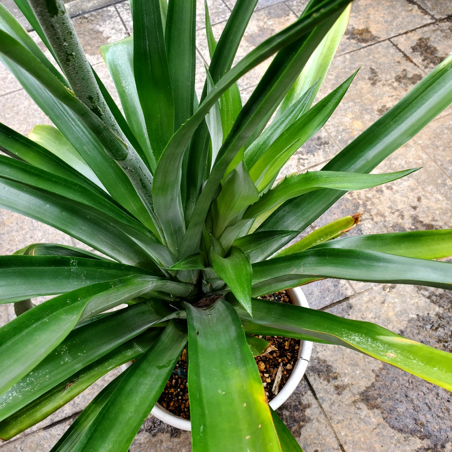 パイナップル 結実株 鉢植えの写真2枚目