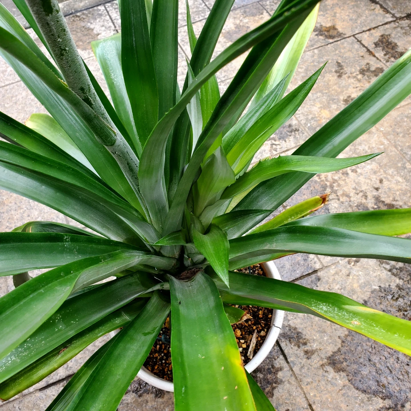 パイナップル 結実株 鉢植えの写真2枚目