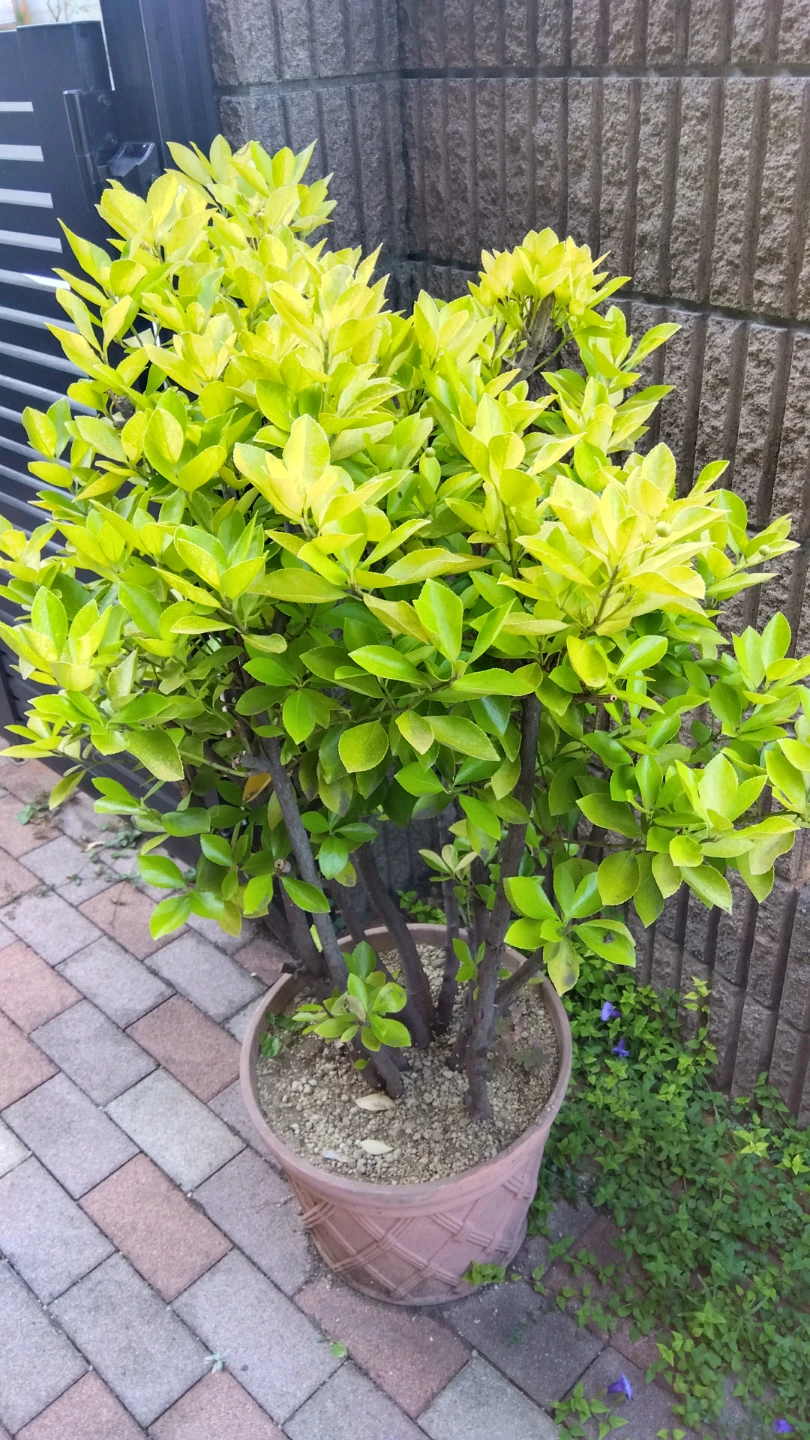 鉢植え観葉植物   黄金マサキ