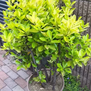鉢植え観葉植物 黄金マサキ