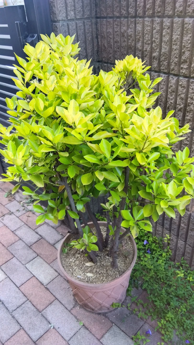 鉢植え観葉植物 黄金マサキ