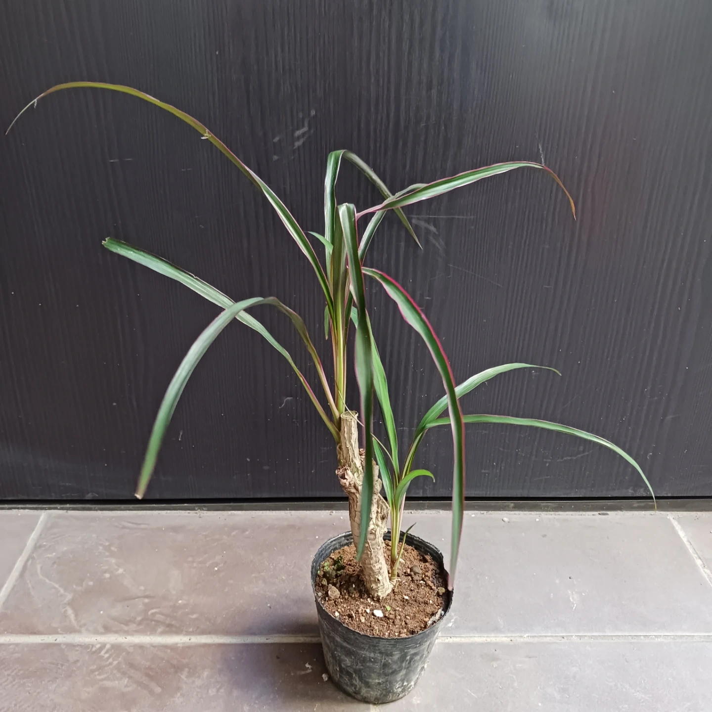 希少★1 コルジリネ 3.5号 観葉植物の写真2枚目