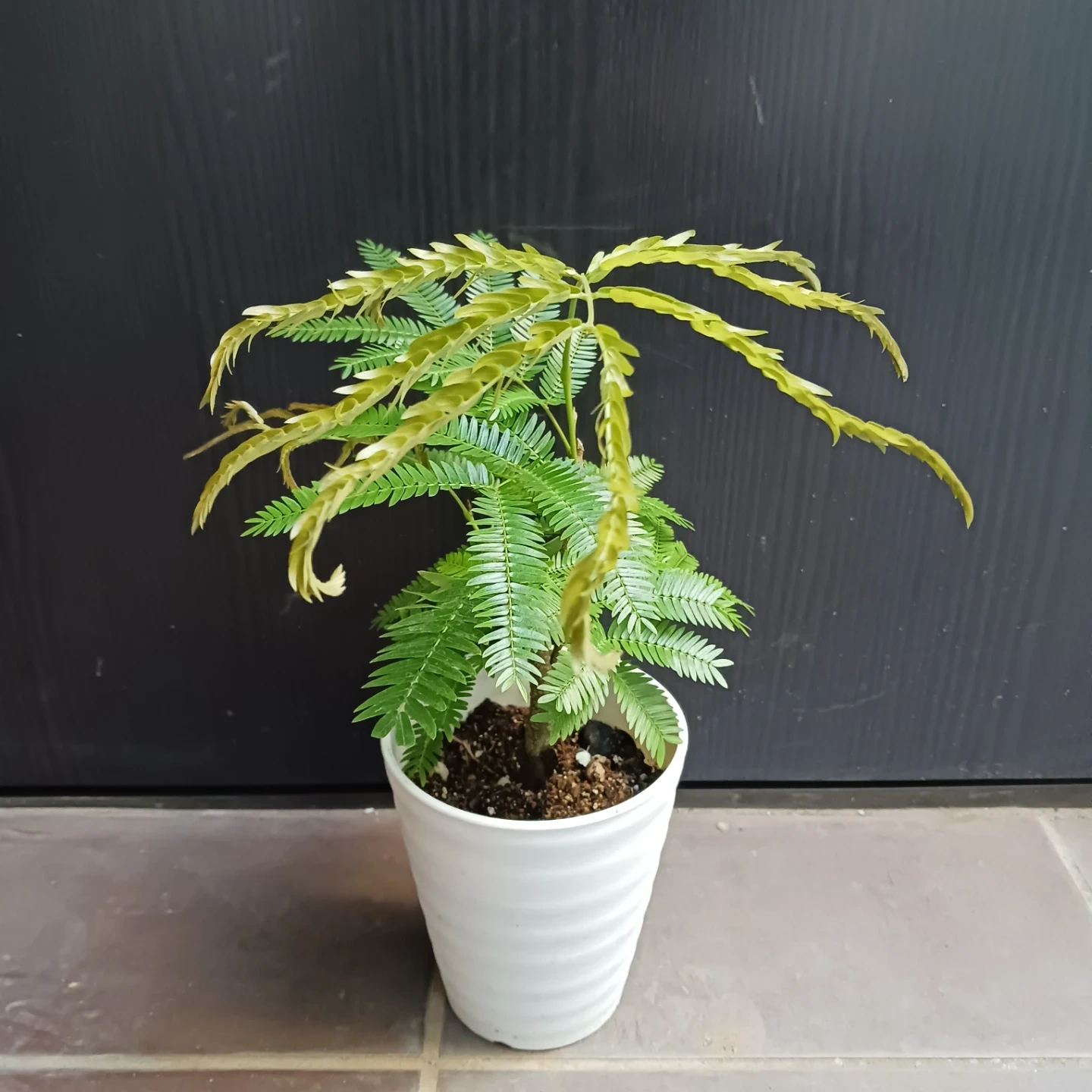 エバーフレッシュ 4号 観葉植物の写真2枚目