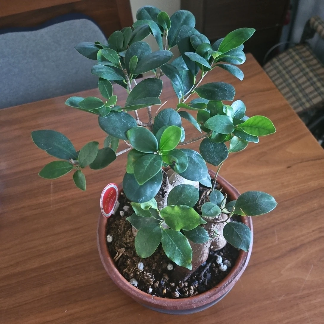 ◽ガジュマル◽2株植え◽ 観葉植物◽素焼き鉢の写真4枚目