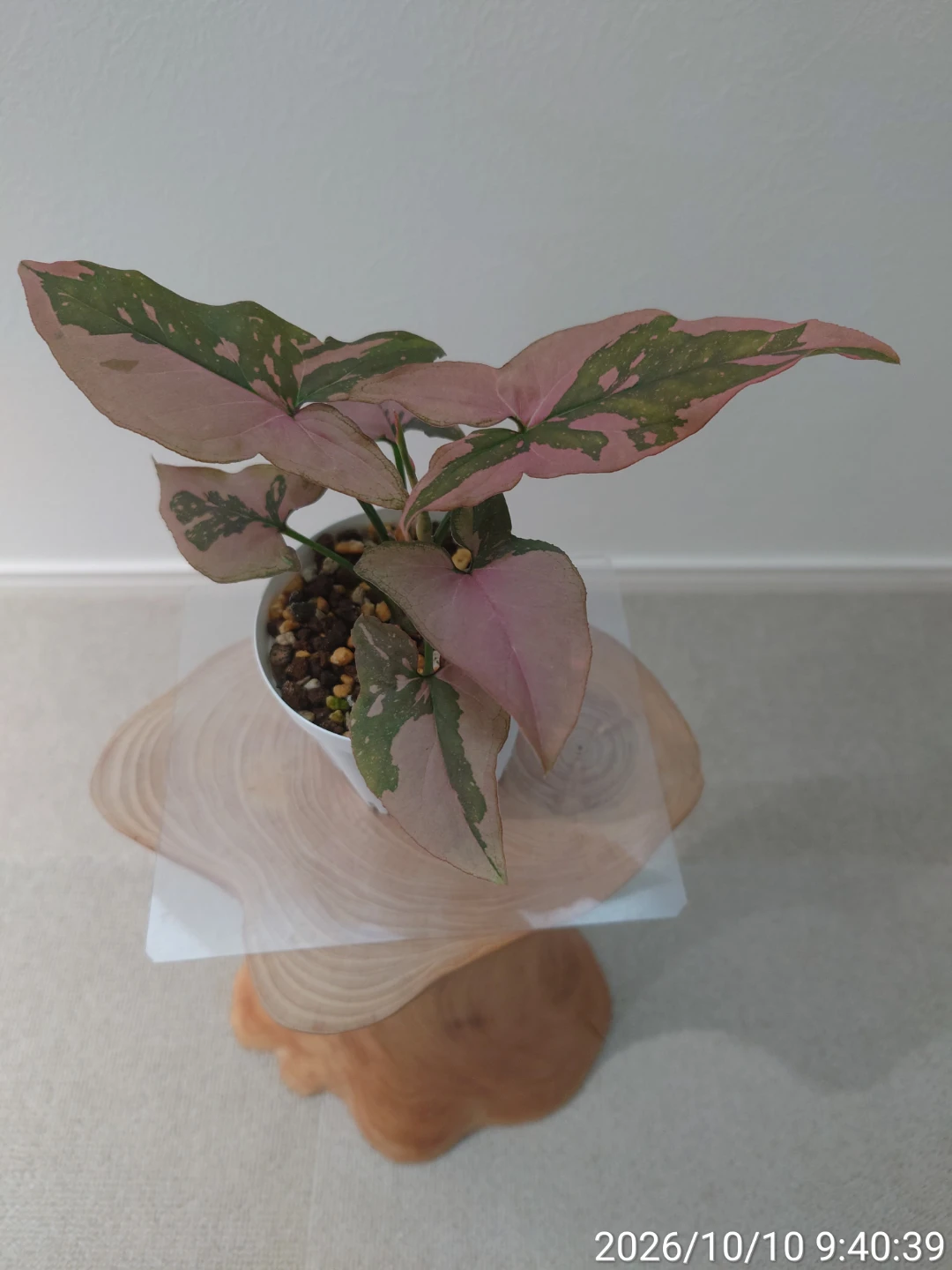 シンゴニウム ピンクスプラッシュ 観葉植物
