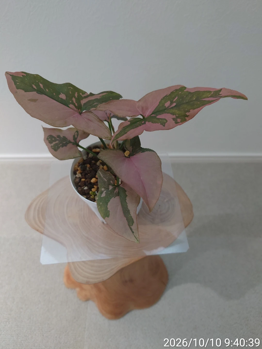 シンゴニウム ピンクスプラッシュ 観葉植物