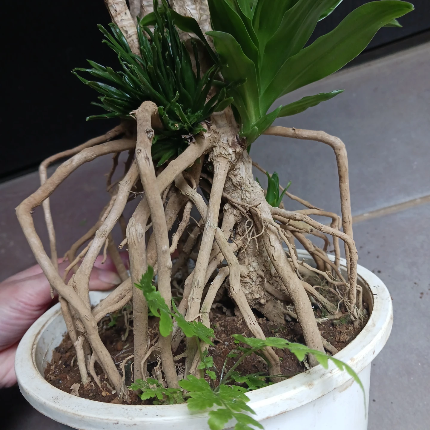 まとめ割り対象★ドラセナ コンパクタ 6号　観葉植物の写真7枚目
