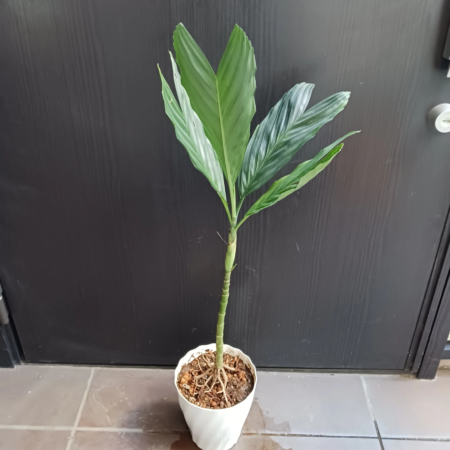 まとめ買い対象★レア★4 テネラ　5号 根上がり　ヤシ　観葉植物の写真3枚目