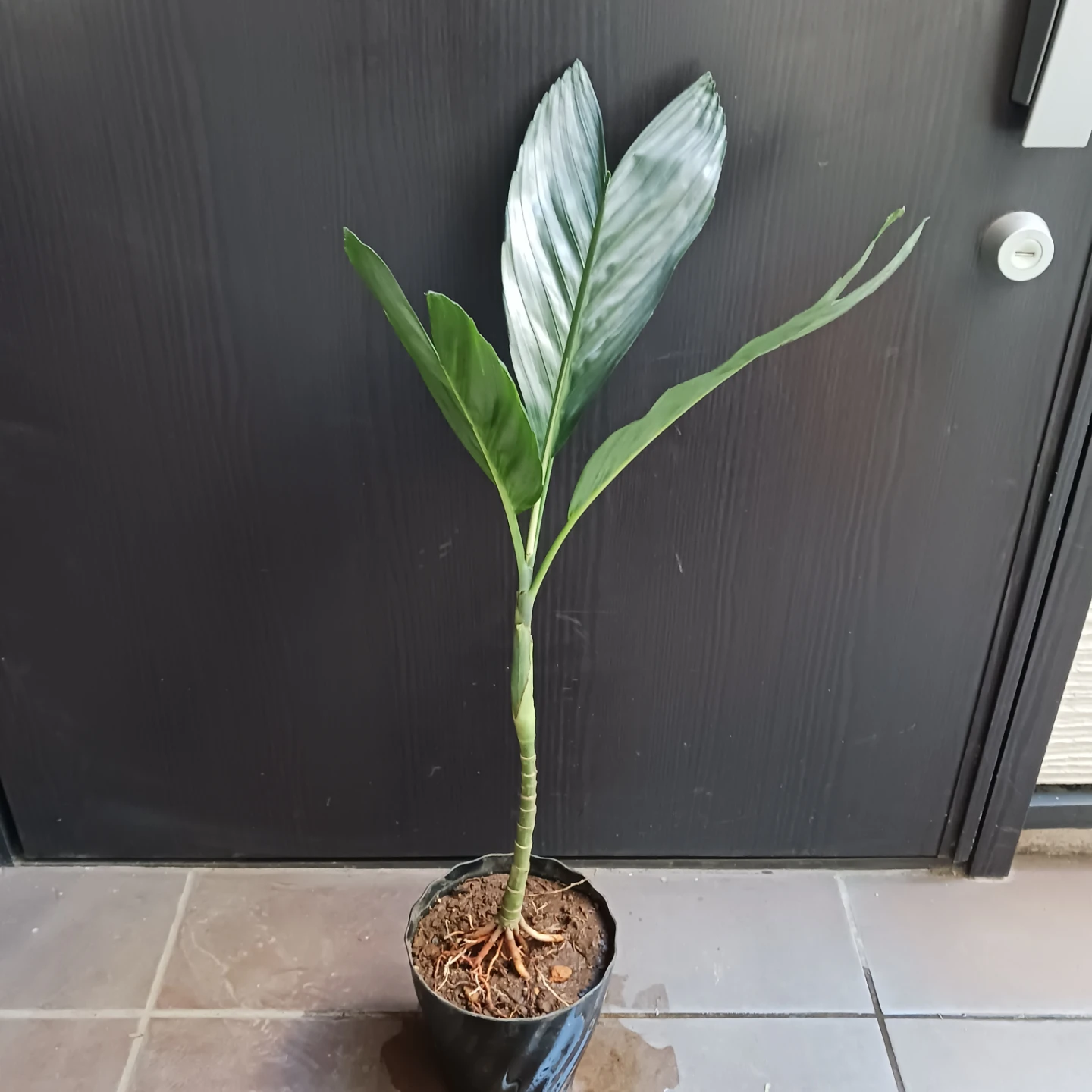 まとめ買い対象★レア★5 根上がり テネラ　5号 　ヤシ　観葉植物