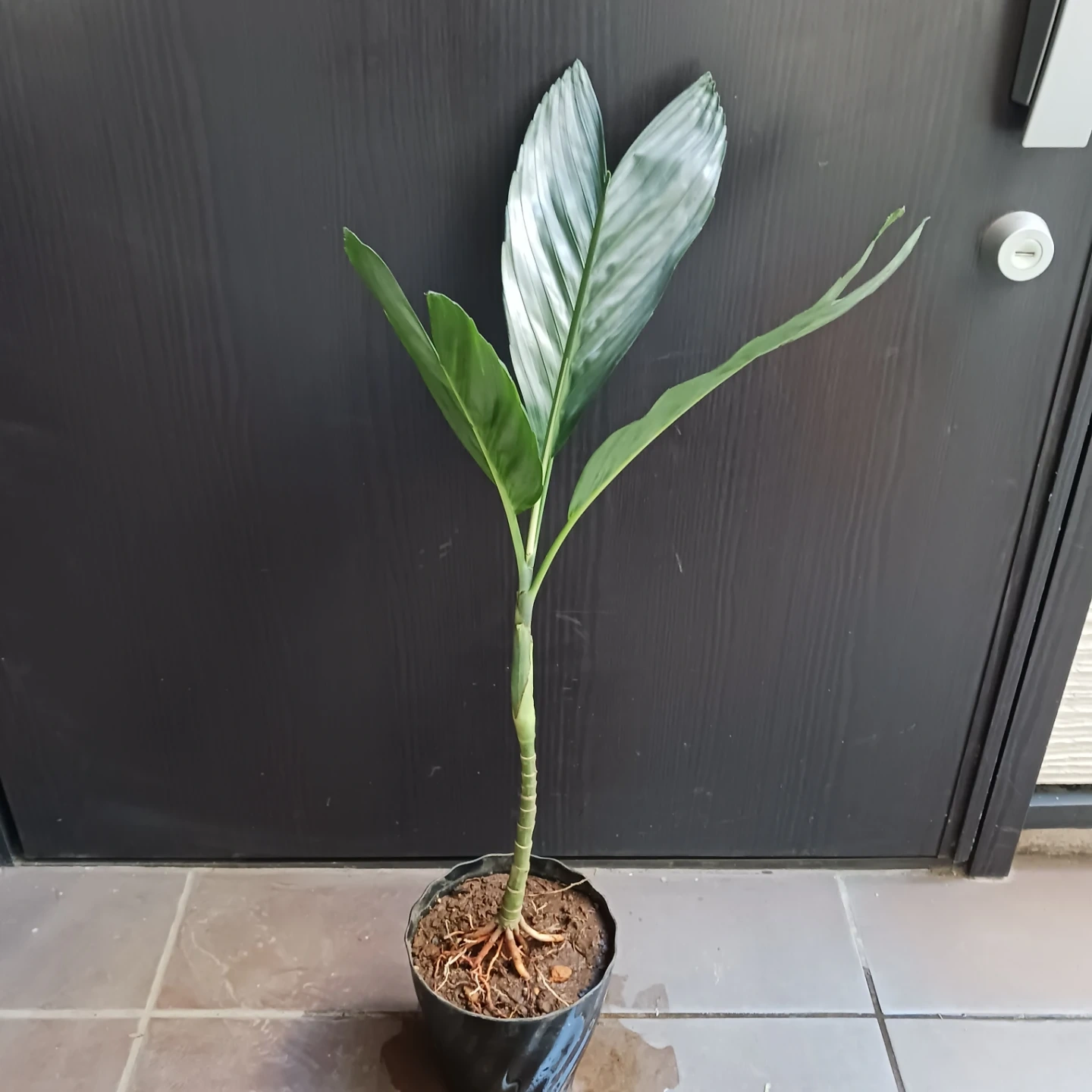 まとめ買い対象★レア★5 根上がり テネラ 5号 ヤシ 観葉植物