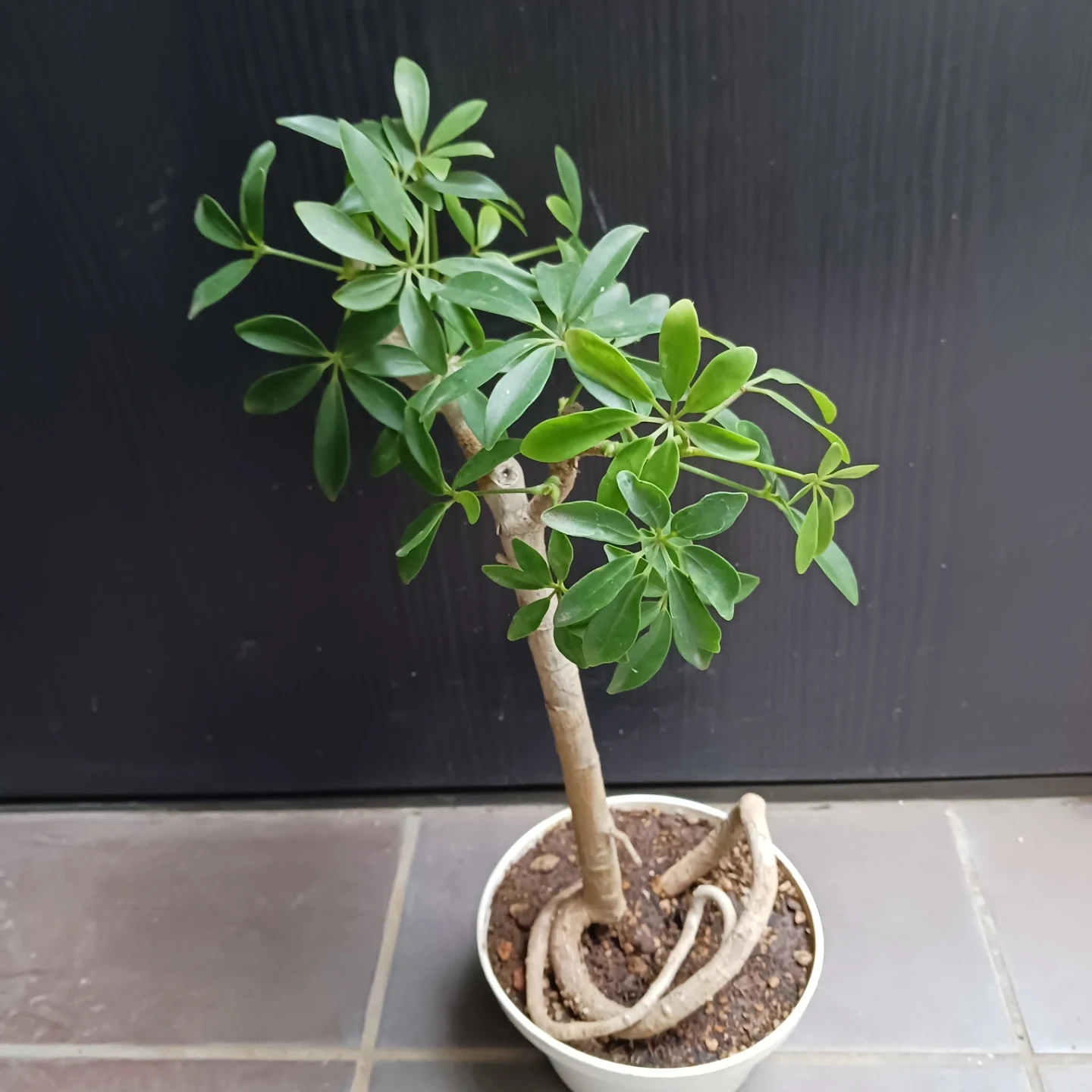 シェフレラ コンパクタ 5号 観葉植物