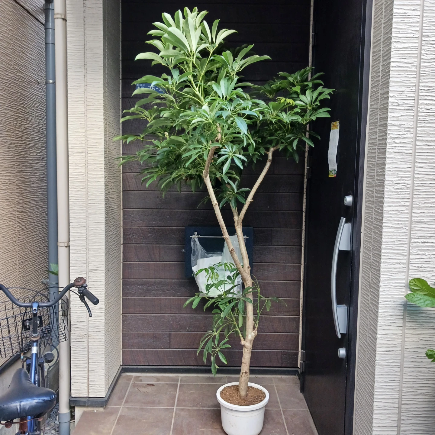 まとめ買い対象★2 シェフレラ　9号　観葉植物の写真2枚目