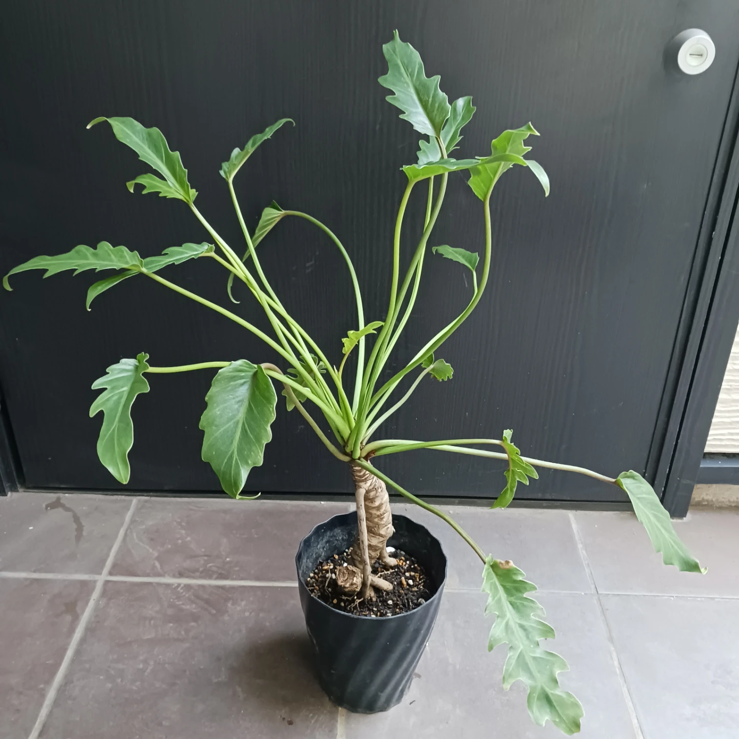 まとめ割り対象★クッカバラ　5号　幹立ち　観葉植物の写真3枚目