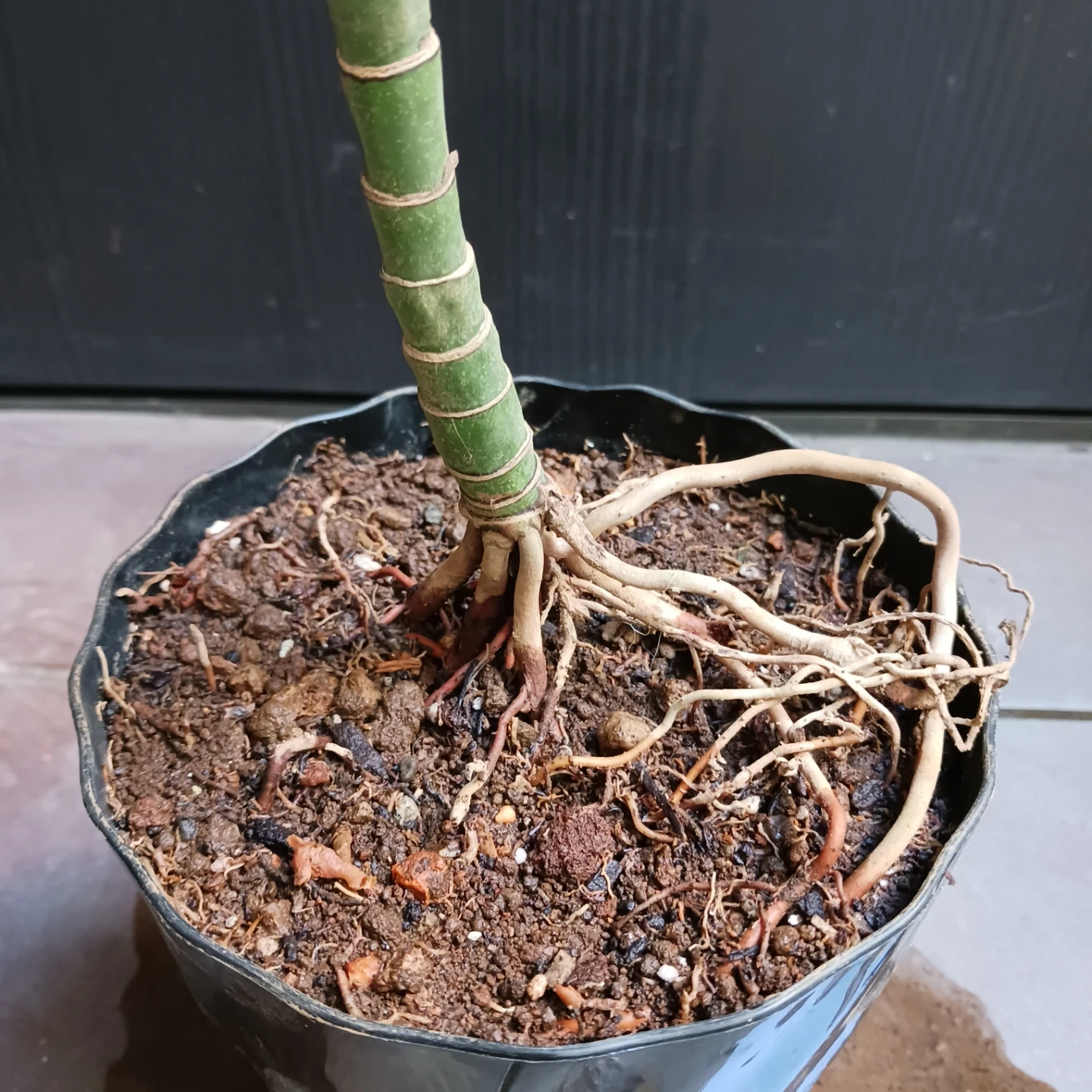 まとめ買い対象★レア★6 テネラ 5号 根上がり チャメドレア 観葉植物の写真8枚目