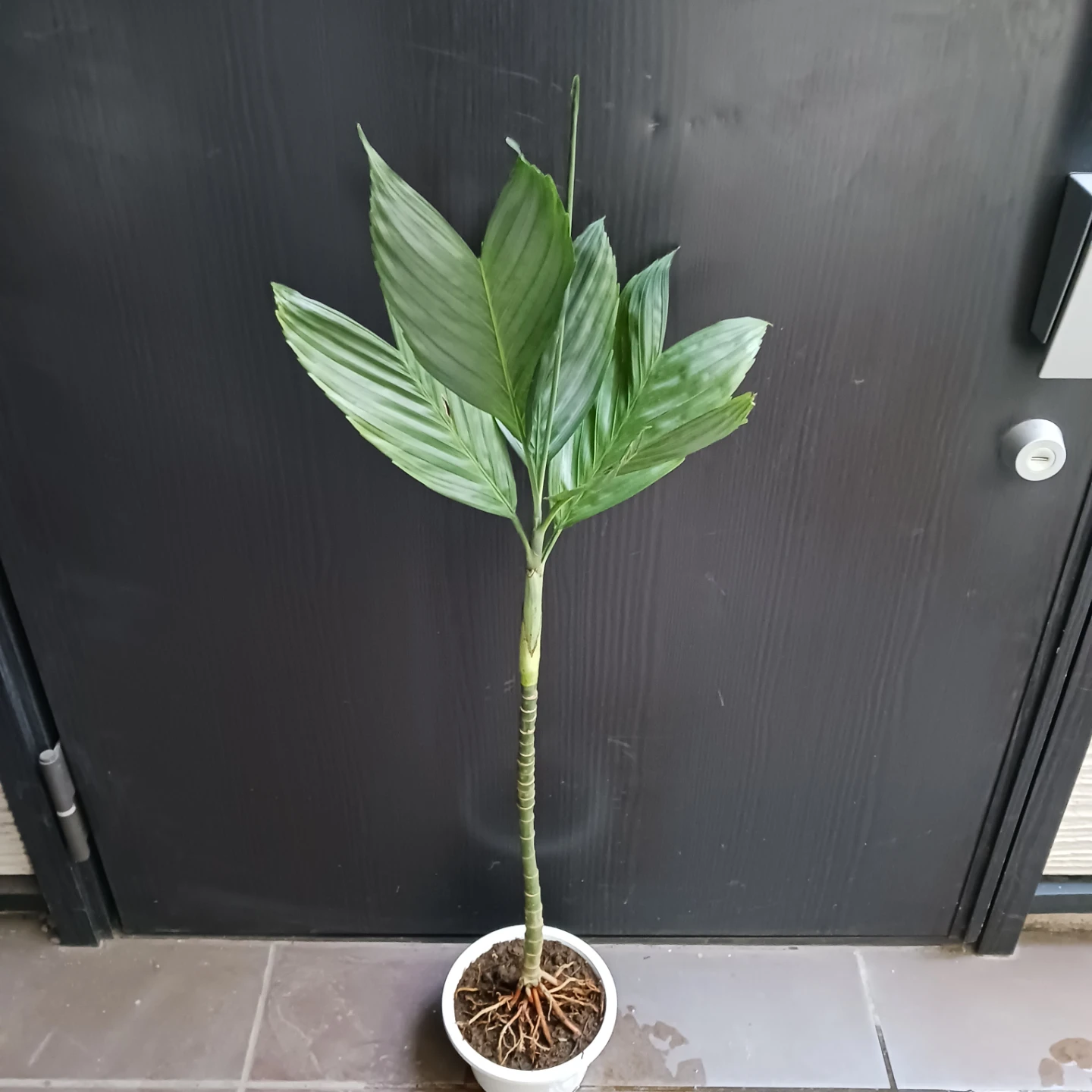 まとめ買い対象★レア★9 テネラ　5号　ヤシ　観葉植物の写真3枚目