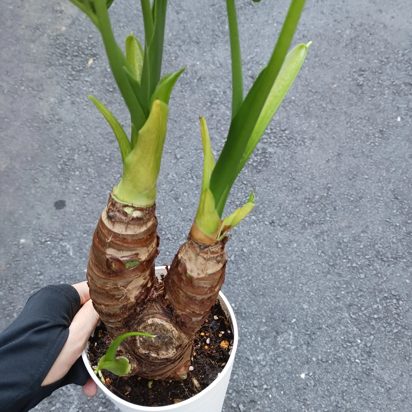 クワズイモ　4号　観葉植物　アロカシア　オドラの写真8枚目