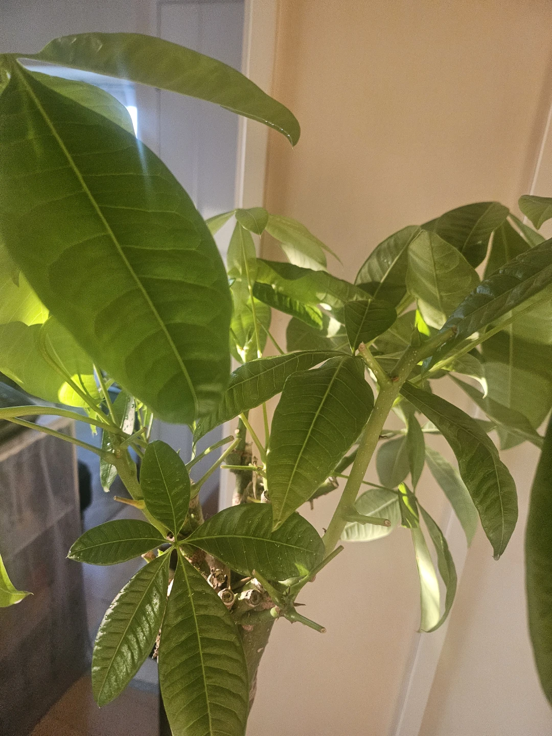◽大型パキラ◽編み込み◽観葉植物の写真9枚目