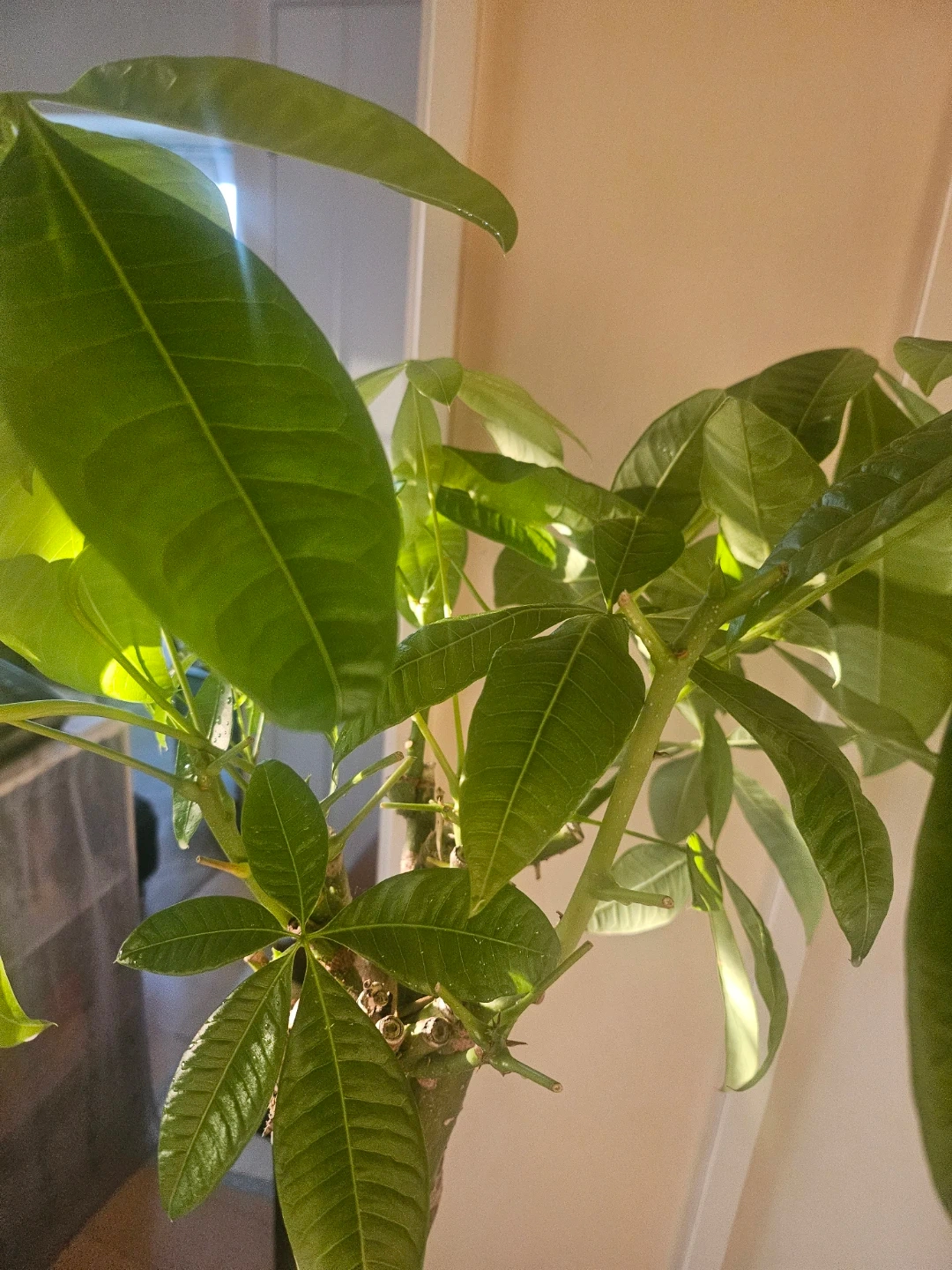 ◽大型パキラ◽編み込み◽観葉植物の写真9枚目