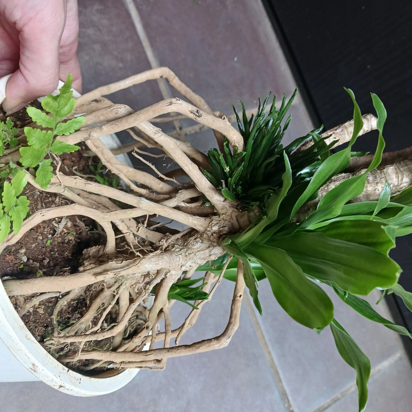 まとめ割り対象★ドラセナ コンパクタ 6号　観葉植物の写真8枚目