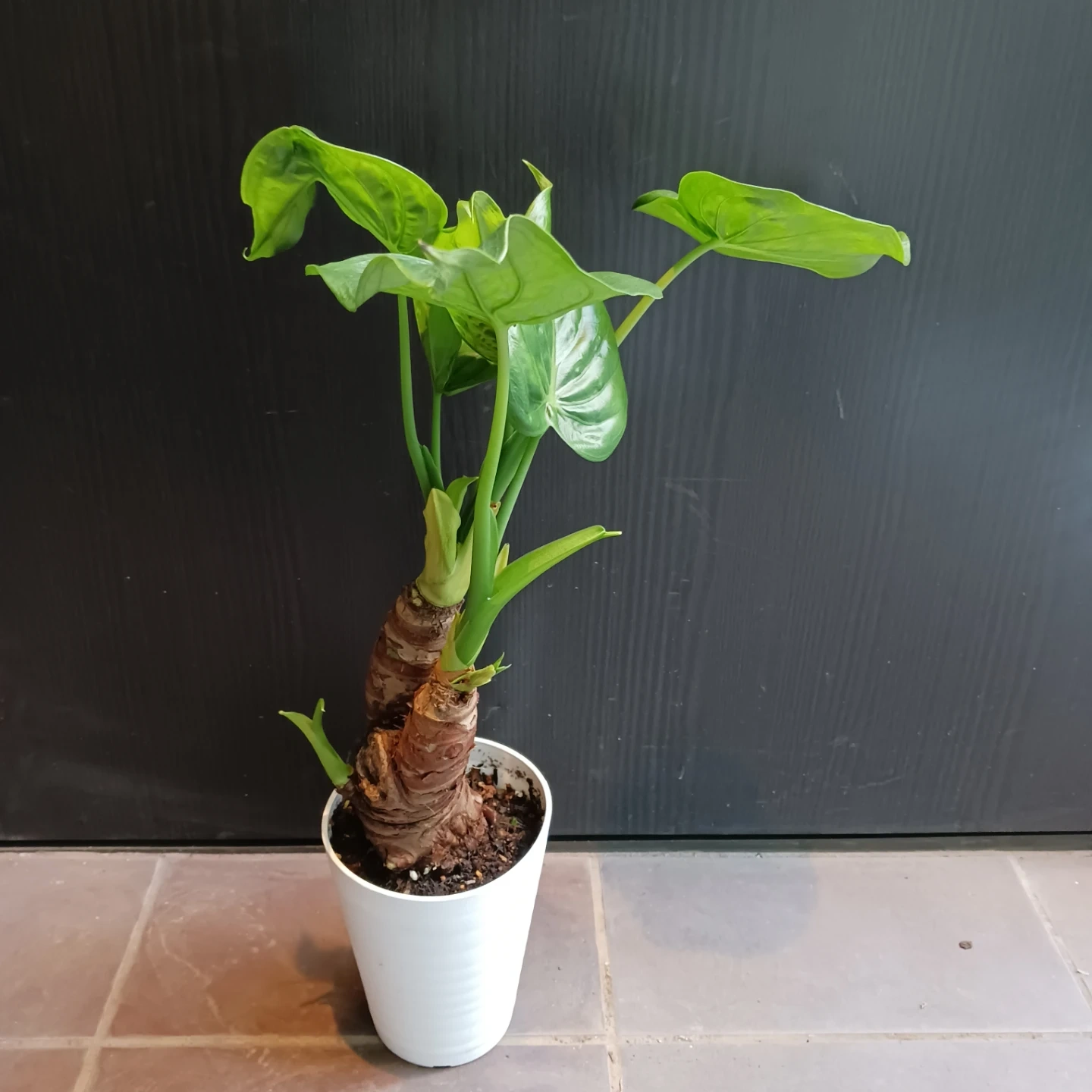 クワズイモ 4号 観葉植物 アロカシア オドラの写真3枚目
