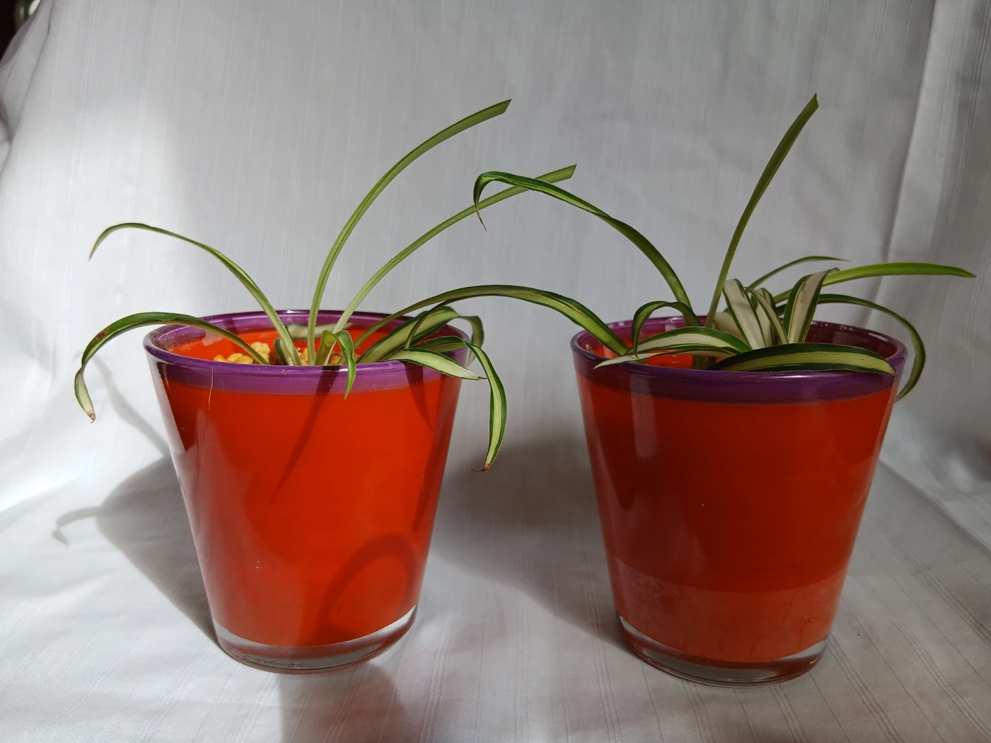 オリヅルラン 観葉植物②の写真5枚目