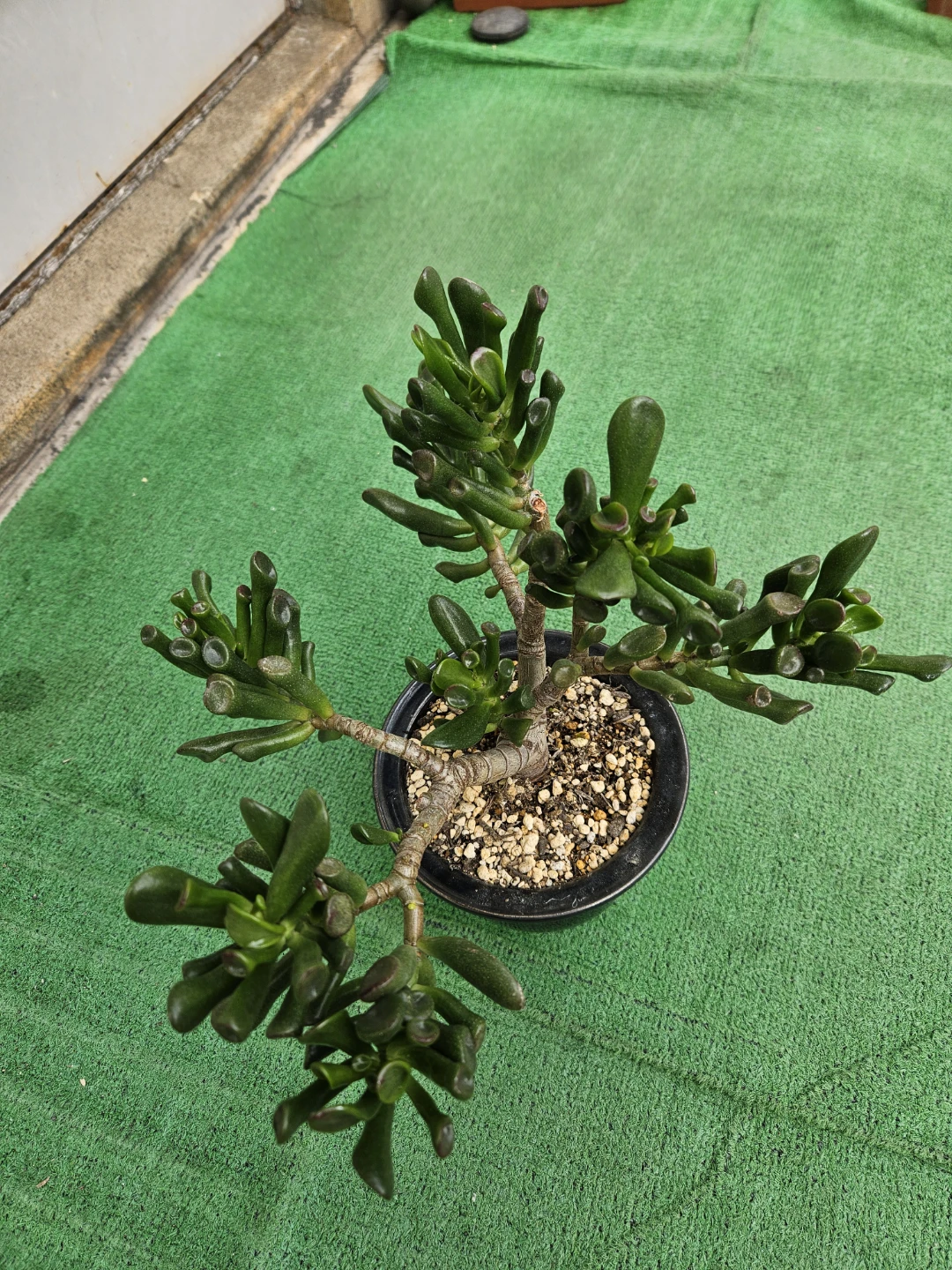 多肉植物 ゴーラムの写真3枚目