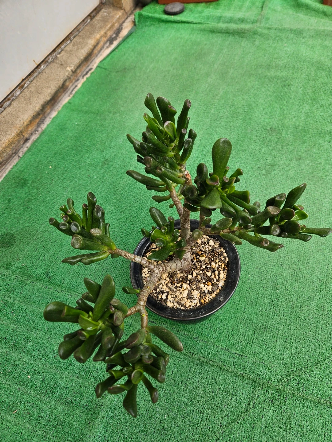 多肉植物 ゴーラムの写真3枚目