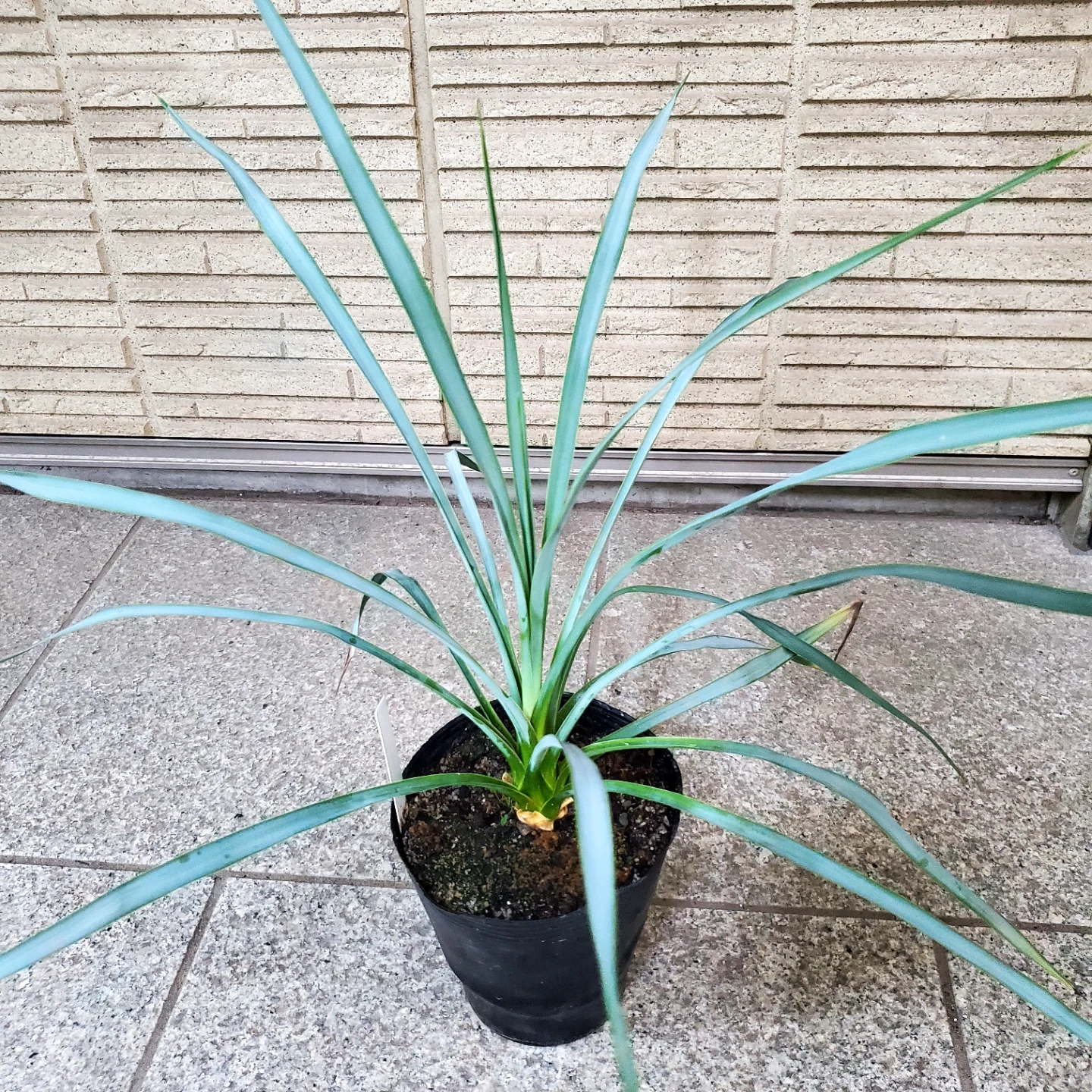 ユッカ リギダ 観葉植物