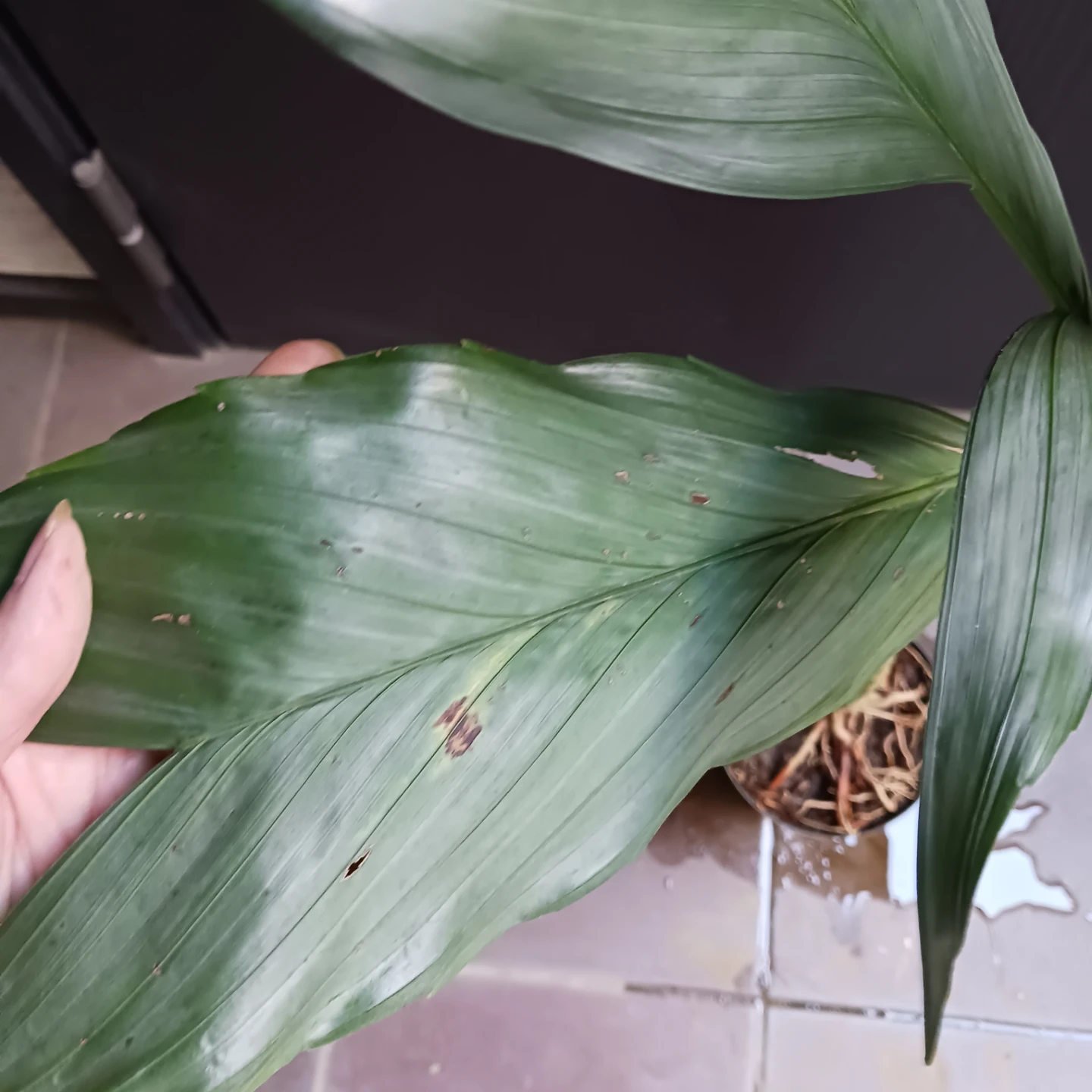 まとめ買い対象★レア★ 8 テネラ　5号相当　ヤシ　観葉植物の写真6枚目