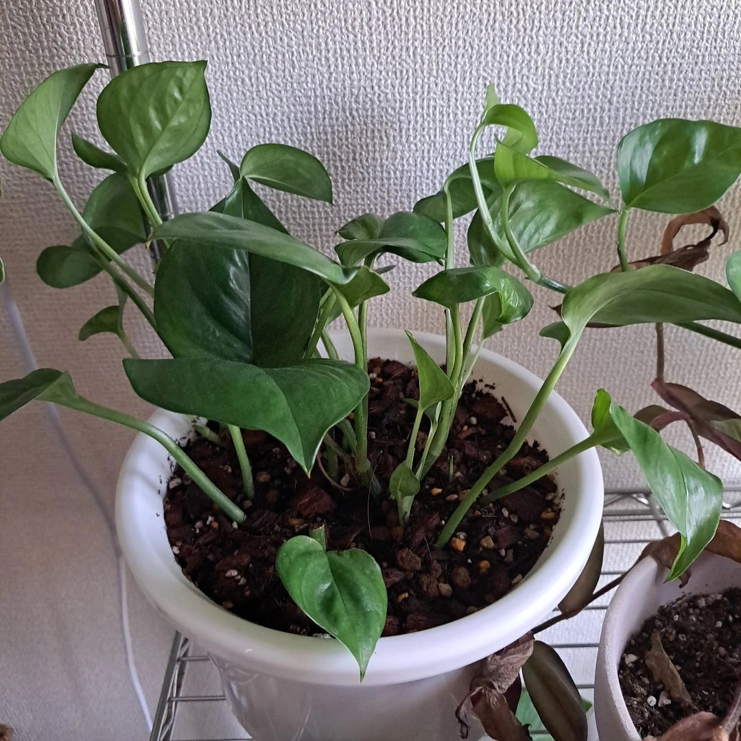 観葉植物 フィロデンドロン 鉢植え