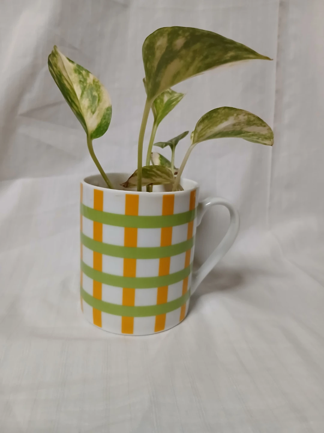 ポトス マーブルクイーン 観葉植物 マグカップ植えの写真5枚目