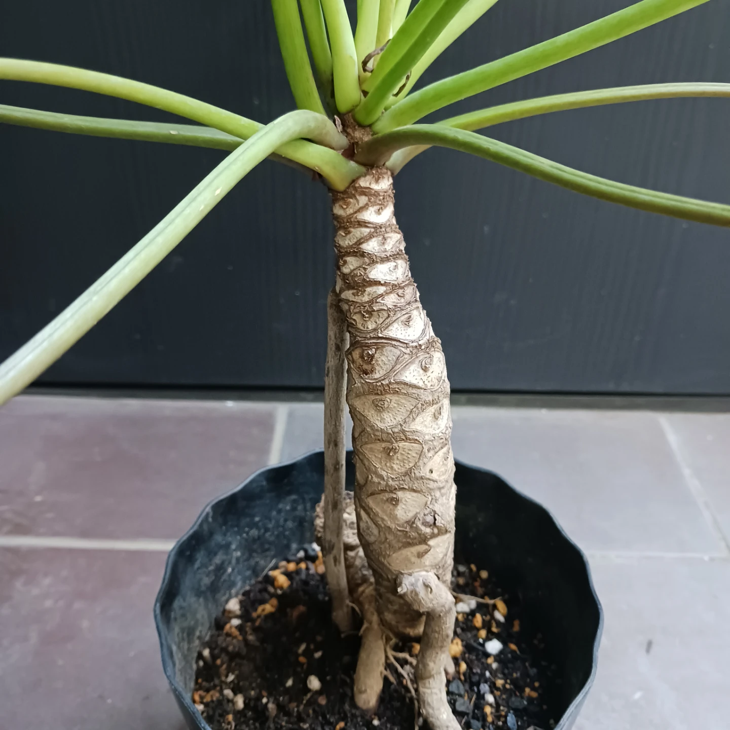 まとめ割り対象★クッカバラ　5号　幹立ち　観葉植物の写真4枚目