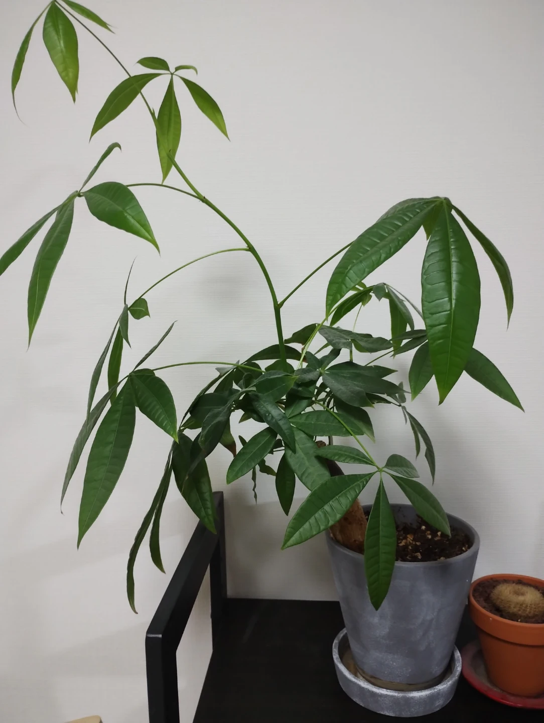 パキラとサボテン 鉢植えセットの写真2枚目