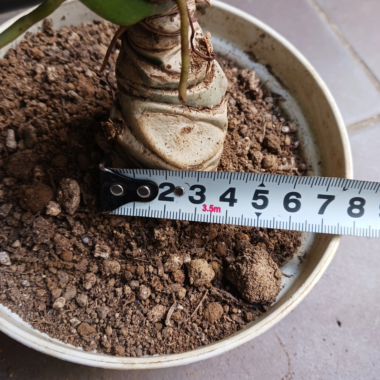 フィロデンドロン　5号の写真9枚目