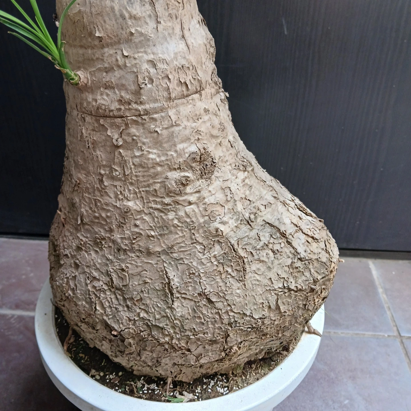 迫力ある★ノリナ 8号 トックリラン 観葉植物の写真9枚目