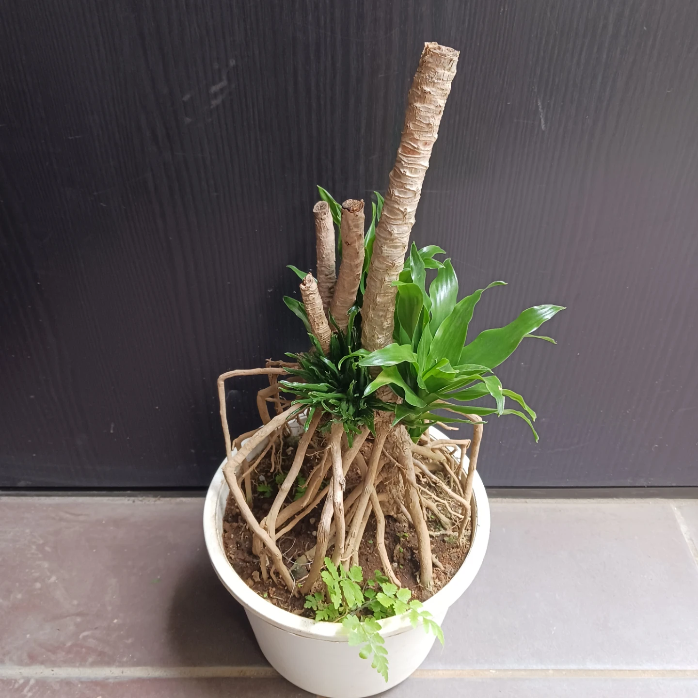 まとめ割り対象★ドラセナ コンパクタ 6号　観葉植物の写真2枚目