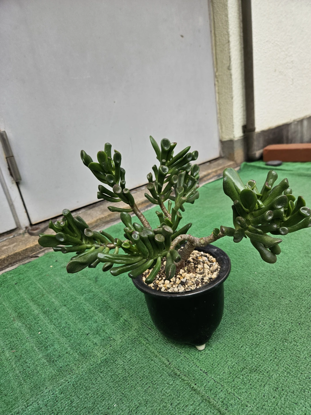 多肉植物 ゴーラムの写真2枚目
