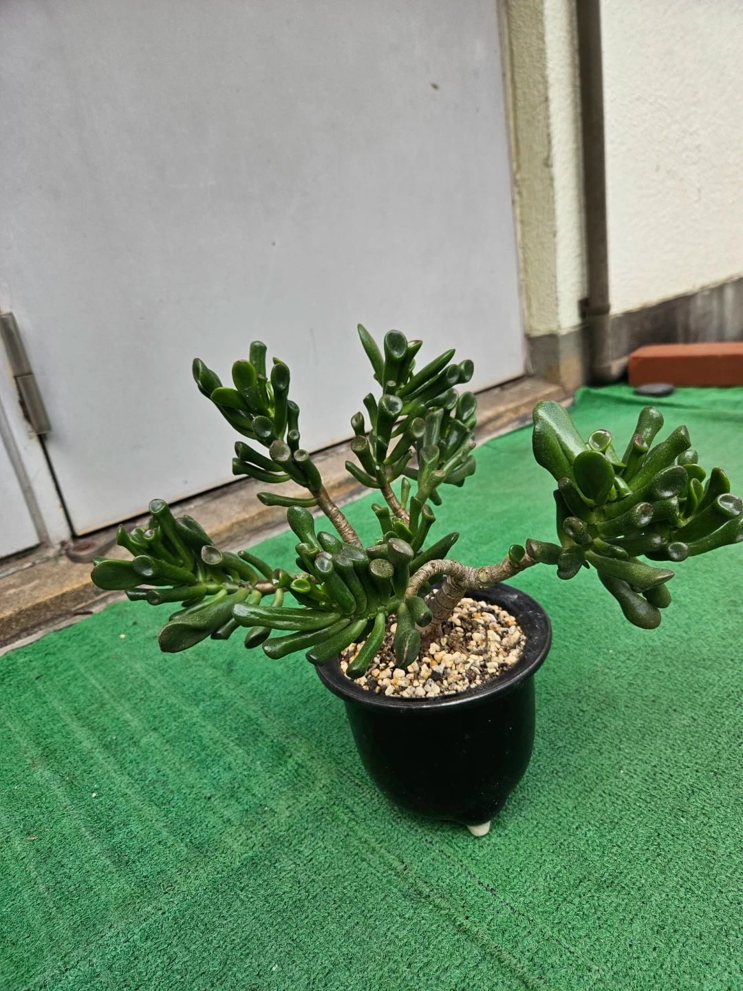 多肉植物 ゴーラムの写真2枚目