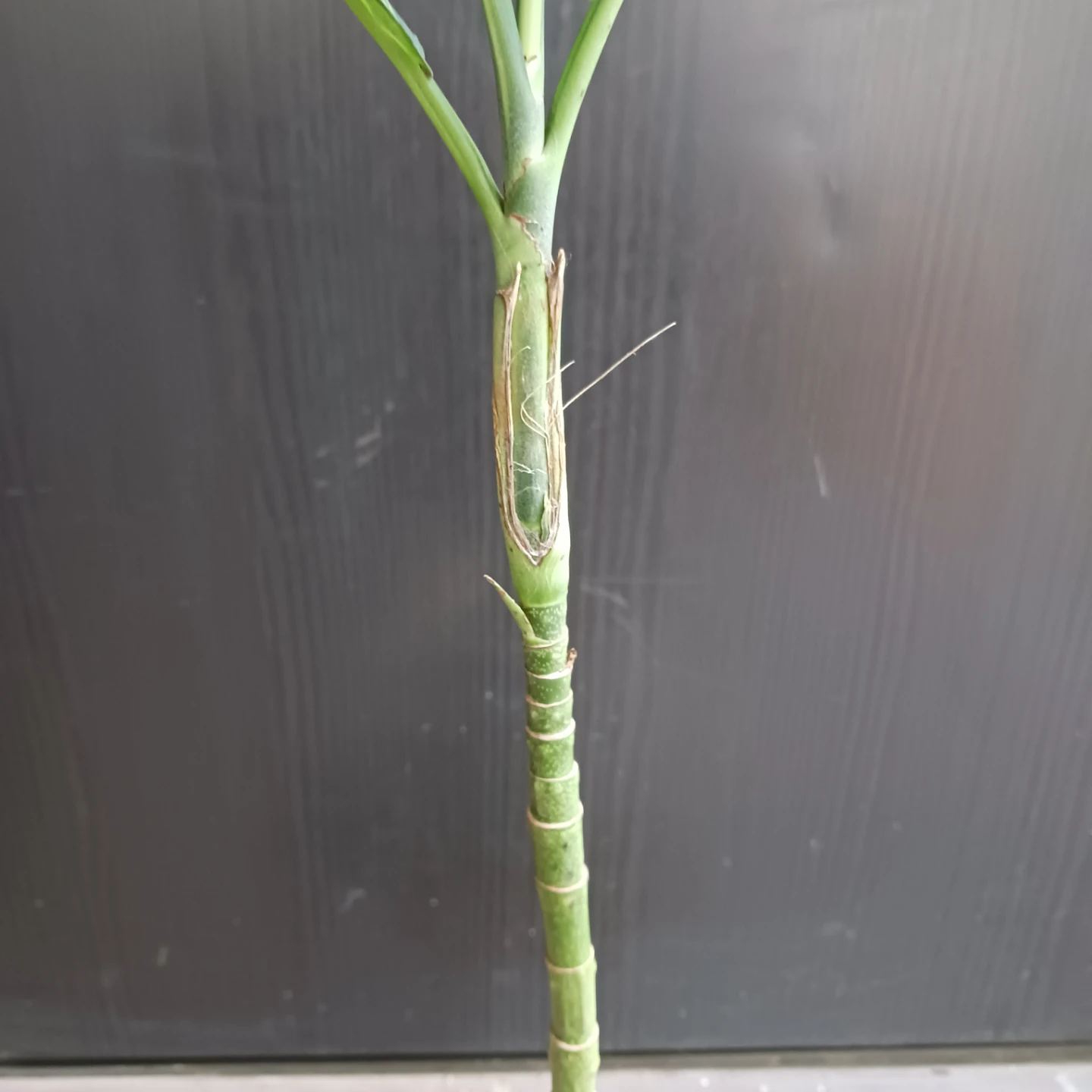 まとめ買い対象★レア★4 テネラ　5号 根上がり　ヤシ　観葉植物の写真4枚目