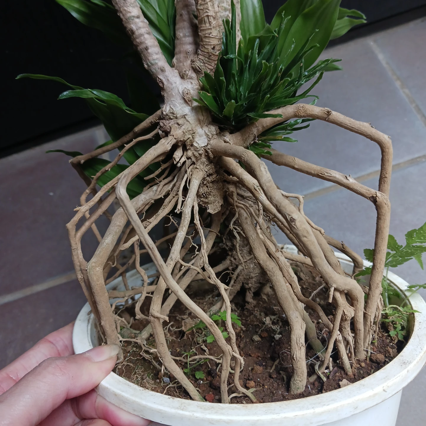まとめ割り対象★ドラセナ コンパクタ 6号　観葉植物の写真6枚目