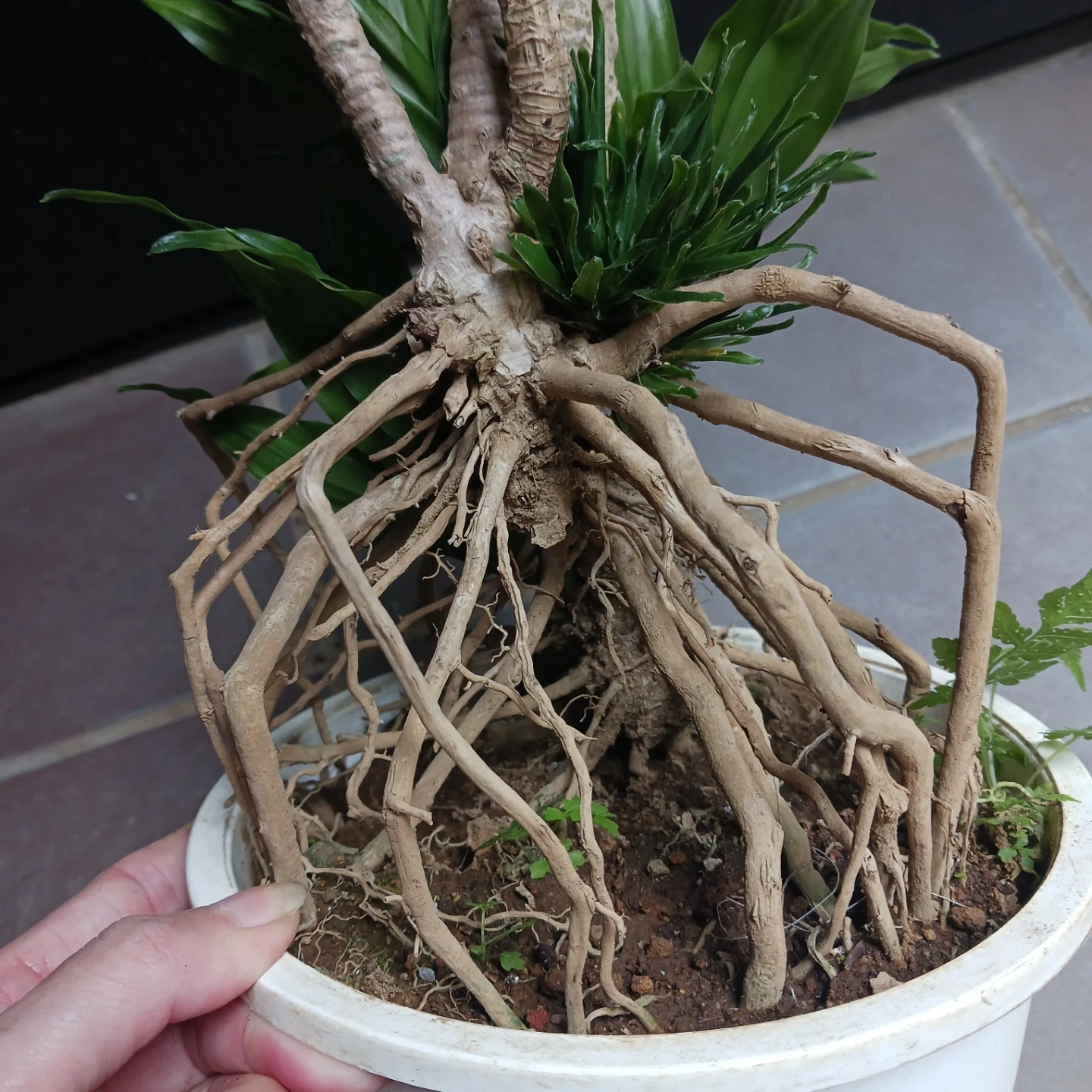 まとめ割り対象★ドラセナ コンパクタ 6号 観葉植物の写真6枚目