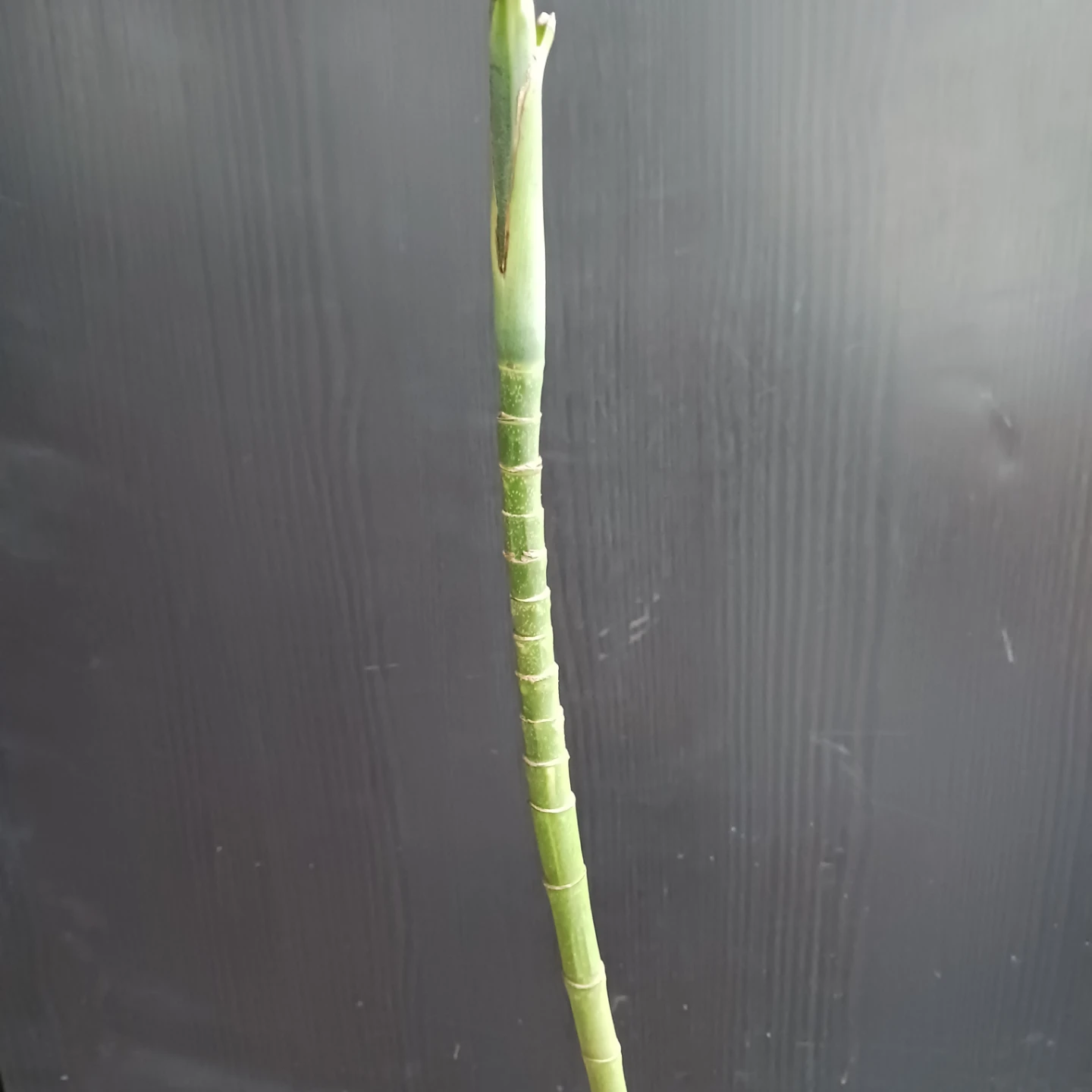 まとめ買い対象★レア★ 8 テネラ　5号相当　ヤシ　観葉植物の写真4枚目