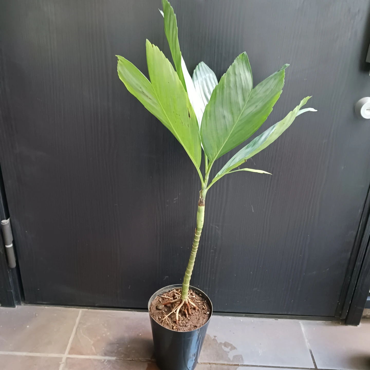 まとめ買い対象★レア★7 テネラ　5号相当　ヤシ　観葉植物の写真3枚目